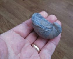 Gryphaea arcuata (Lamarck)