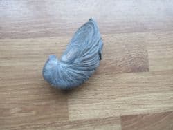 Gryphaea arcuata (Lamarck)