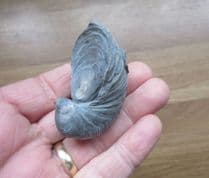 Gryphaea arcuata (Lamarck)