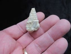 Gymnentone pizcuetai from Spain