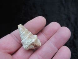 Gymnentone pizcuetai from Spain