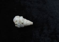 Gymnentone pizcuetai from Spain