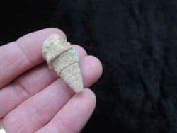 Gymnentone pizcuetai from Spain
