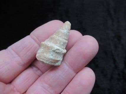 Gymnentone pizcuetai from Spain