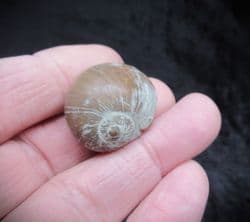 Gyrodes gentii (Sowerby)