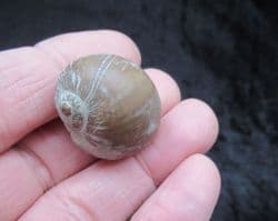 Gyrodes gentii (Sowerby)
