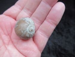 Gyrodes gentii (Sowerby)