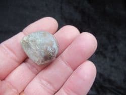 Gyrodes gentii (Sowerby)