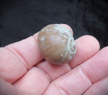 Gyrodes gentii (Sowerby)