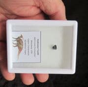 Hadrosaur tooth 66 million years old