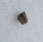 Hadrosaur tooth 66 million years old