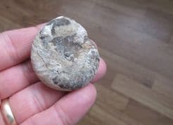 Halorites macer (Mojsisovics) Triassic ammonite