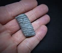 Hamites rotundus Gault clay heteromorph
