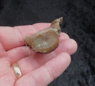Harp Seal vertebra