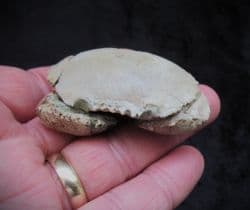 Harpactocarcinus punculatus Museum quality Crab
