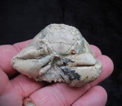 Harpactocarcinus punculatus Museum quality Crab