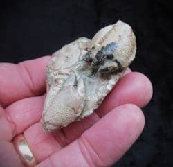 Harpactocarcinus punculatus Museum quality Crab