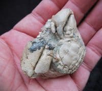 Harpactocarcinus punculatus Museum quality Crab