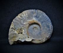 Harpoceras  serpentinium