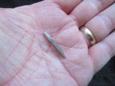 Hastites clavatus from Gloucestershire