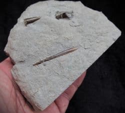 Hastites species