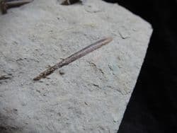 Hastites species