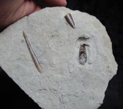 Hastites species