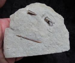 Hastites species