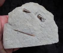 Hastites species