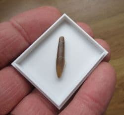 Hastites species from Northampton