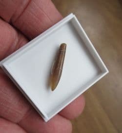 Hastites species from Northampton