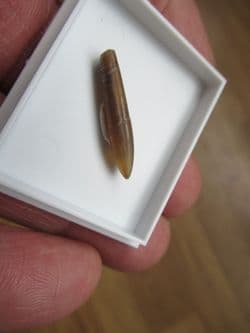 Hastites species from Northampton