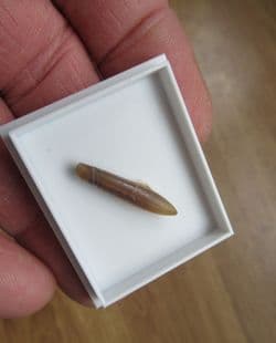 Hastites species from Northampton