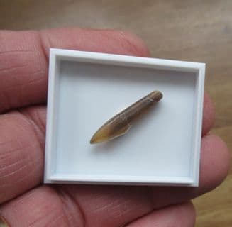 Hastites species from Northampton
