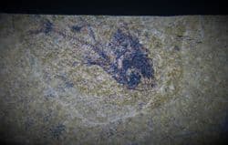 Hatchet fish