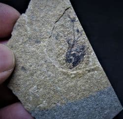 Hatchet fish