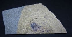 Hatchet fish