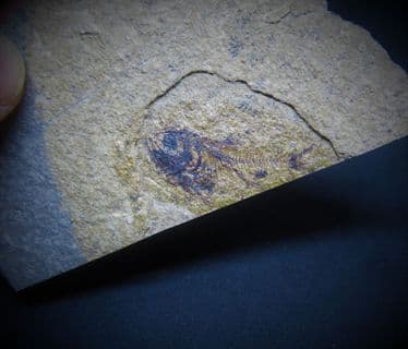 Hatchet fish