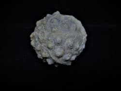 Hemicidaris crenularis stunning sea urchin