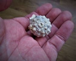 Hemicidaris crenularis stunning sea urchin