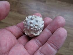 Hemicidaris crenularis stunning sea urchin