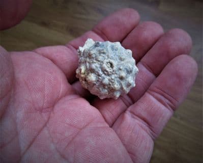 Hemicidaris crenularis stunning sea urchin