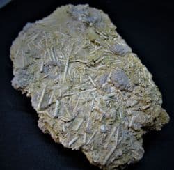 Hemicidaris luciensis Plate