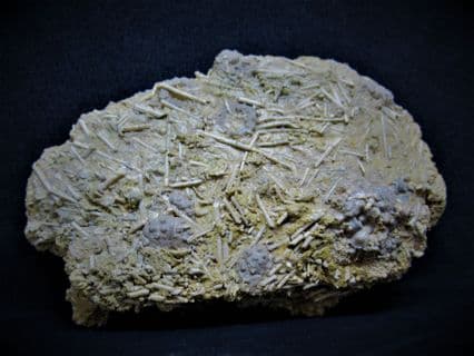 Hemicidaris luciensis Plate