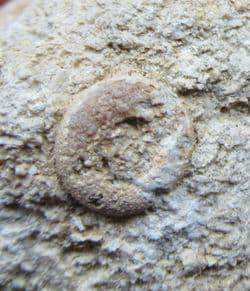 Hemipedina from Beaminster