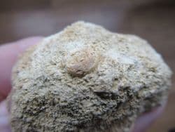 Hemipedina from Beaminster