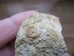 Hemipedina from Beaminster