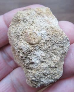 Hemipedina from Beaminster