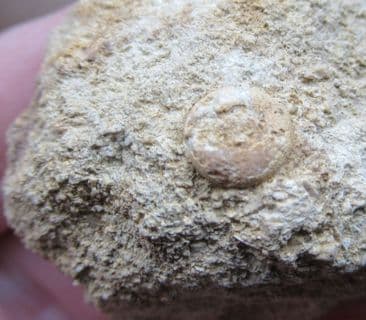 Hemipedina from Beaminster