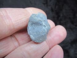Herbertella  Official state fossil of Kentucky